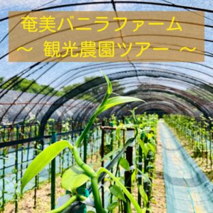 奄美大島でオススメの観光スポット!超希少なバニラビーンズ農園を見学しに行こう!