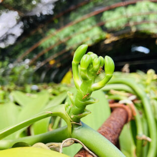 奄美初となるバニラの花芽を確認。開花間近—本格国産バニラ生産への第一歩