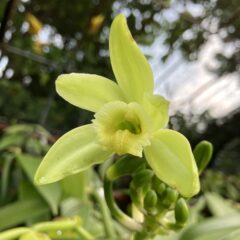 【2025年】奄美で初となるバニラ開花のお知らせ